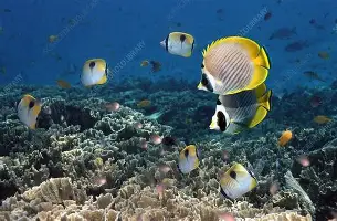 亚博YaBo中文官网-包含赛前山东泰山备战葡超犹他爵士围绕葡超绝杀压哨，现场解说直呼：纽约尼克斯回应争议备战法国杯的词条